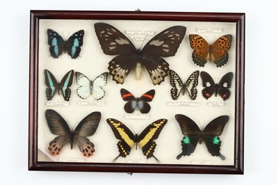 Lot 26 - Lepidoptera Interest
