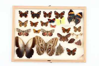 Lot 27 - Lepidoptera Interest