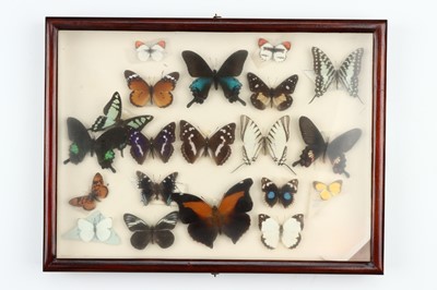 Lot 34 - Lepidoptera Interest