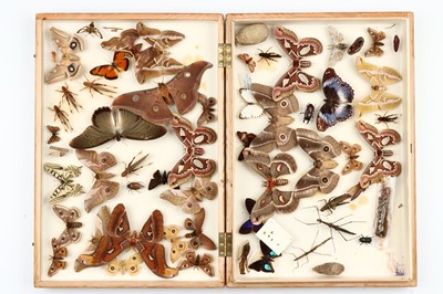 Lot 35 - Lepidoptera and Coleoptera Interest