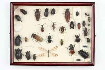 Lot 38 - Coleoptera Interest
