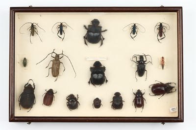 Lot 38 - Coleoptera Interest