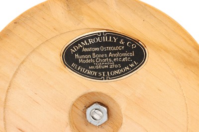 Lot 136 - A Good Didactic Model of a Molar Tooth