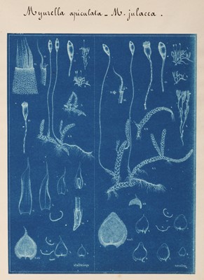 Lot 21 - Cyanotype. Botanical Subject