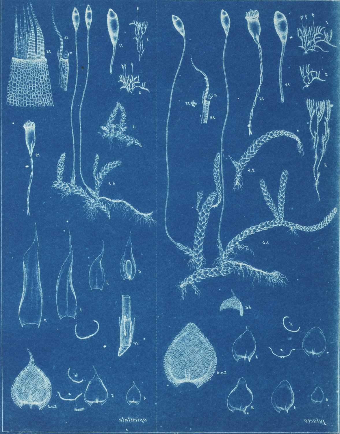Lot 21 - Cyanotype. Botanical Subject