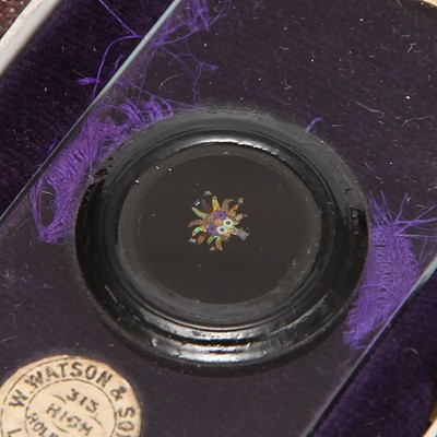 Lot 17 - An Impressive Microscope Exhibition Slide